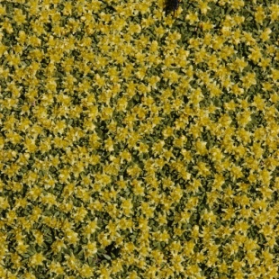 Azorella monantha